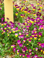 砂利石の庭に咲くビオラ