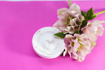  beautiful hellebore and  face cream  pink background.