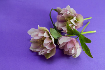  beautiful hellebore and  face cream  purple background