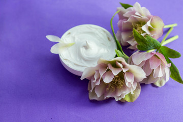  beautiful hellebore and  face cream  purple background