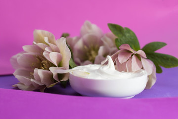  beautiful hellebore and  face cream  purple background