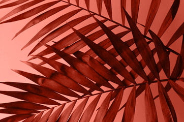 Two sprigs of fern on a paper background.