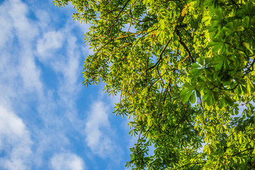 Obraz premium Green foliage of chestnut with sky background.
