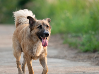 Close up Smile Dog Running Isolated on Nature Background