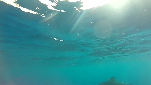 Long finned pilot whale. Emerging to the surface as seen underwater in the open seas of Madeira island.