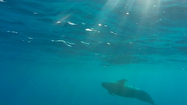 Long finned pilot whale. Emerging to the surface as seen underwater in the open seas of Madeira island.