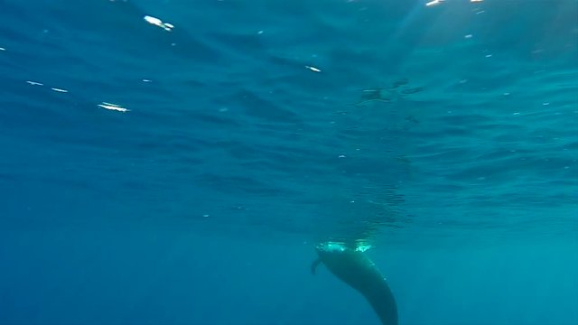 Long finned pilot whale. Emerging to the surface as seen underwater in the open seas of Madeira island.