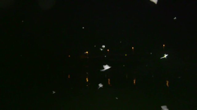 Mayflies flying in slow motion over the river, filming from boat