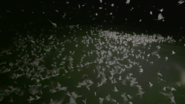 Mayflies swarming and mating surface of the water, slowmotion