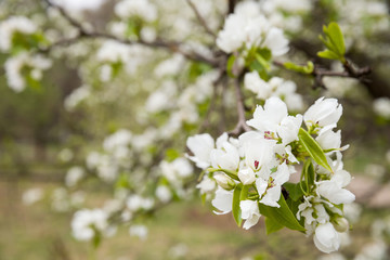 Branches of flowering sweet apple tree in the spring park. White flowers on the branches of an blossoming apple tree. Spring time concept.