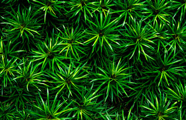 Fototapeta na wymiar Closeup of green leaves texture background. Green leaves with beautiful pattern in jungle for organic concept. Natural plant in tropic garden. Nature background. Small green leaf in bush background.