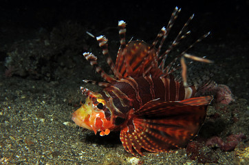 Underwater world - Lionfish in Lembeh strait. Indonesia.