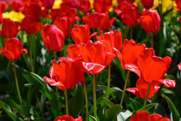 Obraz premium カラフル・満開・春・チューリップ