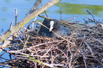 Brütendes Blässhuhn baut an seinem Nest auf einem Teich in einem Park