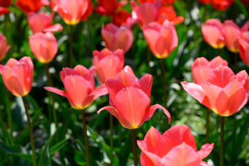 カラフル・満開・春・チューリップ