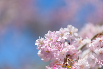 桜・サクラ・街並み・光芒・満開