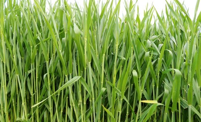 麦　葉　緑　畑　杤木