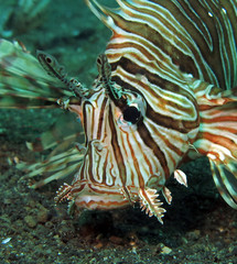 Underwater world - Lionfish in Lembeh strait. Indonesia.