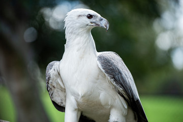 White Belly Sea Eagle