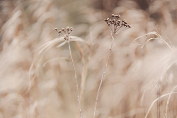 Winter dry flowers and grass brown background