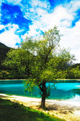 Single tree at lake garda