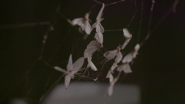 Dead mayflies in the spider's web