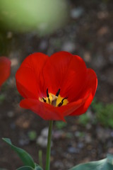Fototapeta premium 赤いチューリップ