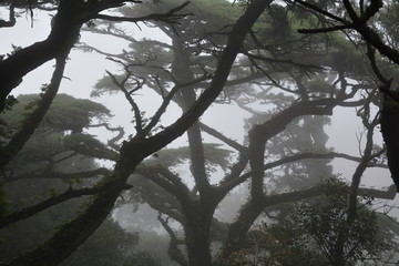 Gloomy forrest