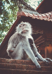 Monkeys on a temple roof in the Monkey Forest, Ubud, Bali, Indonesia