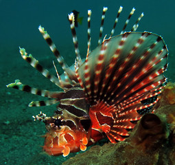 Underwater world - Lionfish in Lembeh strait. Indonesia.