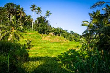Fototapeta na wymiar Paddy field rice terraces, ceking, Ubud, Bali, Indonesia