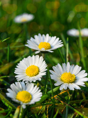 Obraz na płótnie Canvas Close-up of daisies on green grass at springtime. Chamomile close-up. Daisies background. Beautiful nature scene. Summer background.Chamomile field. Beautiful bouquet of daisies close up.