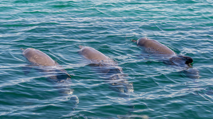 Three bottlenose dolphins swimming and one spouting through its blowhole in the Rockingham Sea, Western Australia