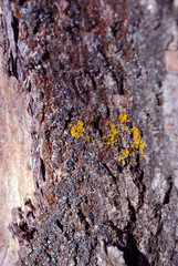 Poplar tree trunk bark with yellow moss, horizontal background texture close up detail top view