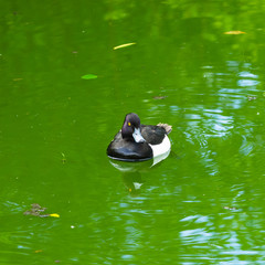 Male Tufted Duck or Aythya fuligula swimming in river, close-up portrait, selective focus, shallow DOF