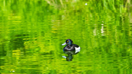 Male Tufted Duck or Aythya fuligula swimming in river, close-up portrait, selective focus, shallow DOF