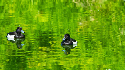 Two males Tufted Duck or Aythya fuligula swimming in river, close-up portrait, selective focus, shallow DOF