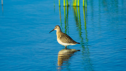 Curlew Sandpiper, Calidris ferruginea, at sea shoreline searching for food, close-up portrait in tide, selective focus