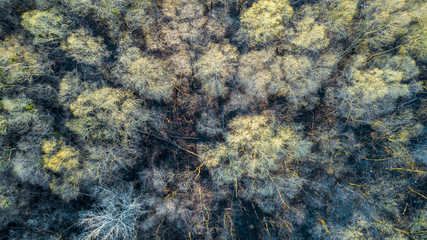 aerial veiw of green forest. drone shot .