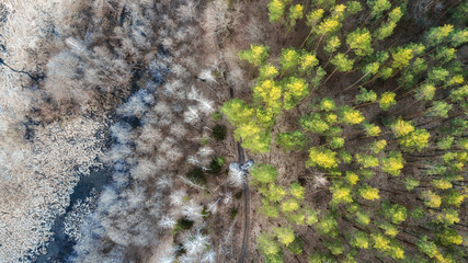 aerial veiw of green forest. drone shot .