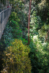 Suspension bridge, Taman Negara national park, Malaysia