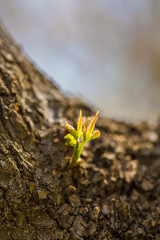Spring sprouts, yellow-green，Tree bud