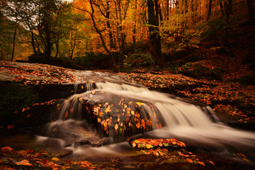 autumn and small waterfall in the forest