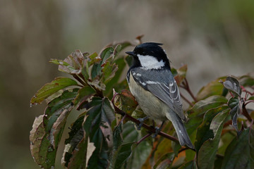 bird on a branch