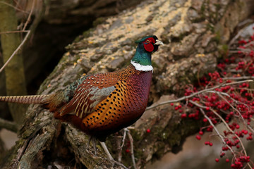 pheasant in field