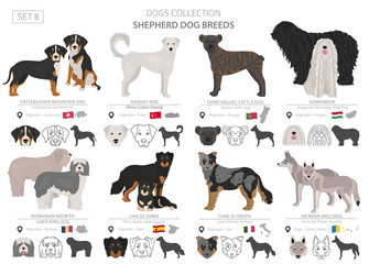 Obraz premium Shepherd and herding dogs collection isolated on white. Flat style. Different color and country of origin