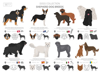 Cool Romanian Breeds Of Dogs | Ann Chovie