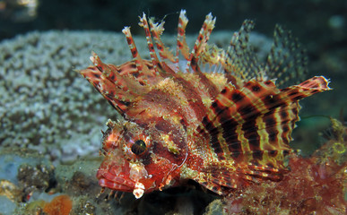 Underwater world - Lionfish in Lembeh strait. Indonesia.