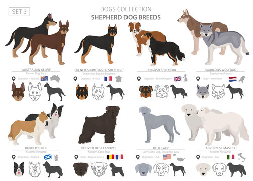 Shepherd and herding dogs collection isolated on white. Flat style. Different color and country of origin