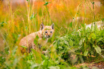 Insecure and Vulnerable Lynx Cub Sitting Amidst Plants In Forest